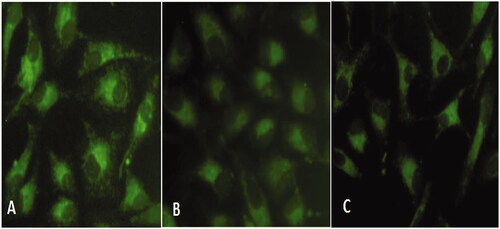 Figure 7. Mitochondrial membrane potential (MMP) analysis in HeLa cells exposed to compound 1 for 24 h and stained with Rhodamine 123. (A) Control (B) 0.5 µg/mL, and (C) 0.75 µg/mL.