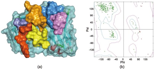 Figure 2. 3D model of Fv 3E2 and the evaluation of the Fv model. (a) 3D model of Fv 3E2. The LCDR1, LCDR2, LCDR3, HCDR1, HCDR2 and HCDR3 is red, purple, yellow, blue, pink and orange, respectively. (b) Ramachandran plot of the Fv model.