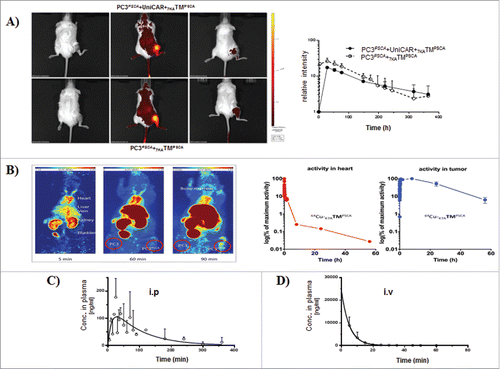 Figure 1. Tumor biodistribution and plasma pharmacokinetics of 7KATMPSCA in NSG mice (A) Tumor-bearing NSG mice ± UniCAR-T cells engraftment, were injected iv via tail vein with 50 µg fluorescence labeled 7KATMPSCA. Tumor uptake was measured longitudinally by in vivo fluorescence imaging. Left: Images of 2 representative mice before, 28 h and 15 d after injection are shown. Right: the mean relative fluorescence intensity in the region of interest over time. Error bars represent SD (n = 3 per group). (B) Tumor-bearing NMRI-nu mice were injected iv via tail vein with 3.8 MBq 64Cu-7KATMPSCA (NODAGA)1.5. Radioactivity was determined longitudinally in the region of interest. Left: Representative maximum intensity projections over 2 h presented as summed images with midframe times of 5, 60, and 90 min after a single iv injection. Right: PET-kinetics in tumor bearing NMRI-nu mice after a single iv injection. Data are presented as logarithm of maximum activity concentration in the heart (representative for the blood), and the PC3PSCA-tumor 2 h, 8 h, 24 h, and 56 h after injection. (C, D) NSG mice were injected either iv via tail vein (n = 3 for every time point) or ip (n = 3 for every time point) with 250 ng 7KATMPSCA/g bw. PB was obtained at different time points for evaluation of 7KATMPSCA plasma concentration. A terminal half-life time of 98 min and 16 min was calculated for 7KATMPSCA after ip and iv injection, respectively.