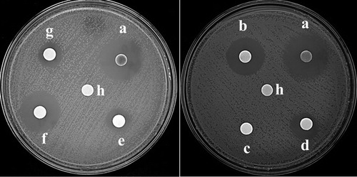 Figure 8. Antimicrobial properties against A. baumannii ATCC19606T: (a) AgNPs with enhanced antibacterial properties (30 µg/disk); (b) minocycline (30 µg/disk); (c) kanamycin (30 µg/disk); (d) ceftriaxone (30 µg/disk), (e) neomycin (30 µg/disk); (f) doxycycline (30 µg/disk); (g) tetracycline (30 µg/disk); (h) Sterile water (control).
