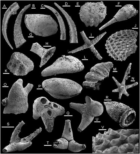 Figure 2. Small shelly fossils associated with hyoliths in sample 7000/68, Bystraya Formation, Uslon section, Georgievka, eastern Transbaikalia. A–D, Rhombocorniculum cancellatum (Cobbold, Citation1920). A, D, PMU 39243, with detail of tip (D). B, PMU 39241. C, PMU 39242. E, trilobite protaspid, PMU 39244. F, R, Monospinites Sayutina in Vasil’eva & Sayutina, Citation1988. F, PMU 39245. R, PMU 39246 with raised brim around basal perforation. G, Liangshanella sayutinae (Melnikova, Citation1988), PMU 392477. I, sponge spicule PMU 39248. J, V, Microdictyon sp., PMU 39249. H, Sphenothallus sp., PMU 39250. K, echinoderm plate PMU 39251. L, Pelagiella adunca Missarzhevsky in Rozanov & Missarzhevsky, Citation1966, PMU 39252, internal mould, lateral view with basal surface upwards. M, Parailsanella cf. lata Parkhaev in Gravestock et al., Citation2001, PMU 39253, internal mould. N, Chancelloria sp., PMU 39254. O, Yochelcionella crassa Zhegallo in Esakova & Zhegallo, Citation1996, PMU 39255, internal mould. P, Pojetaia runnegari Jell, Citation1980, PMU 39256, internal mould. Q, T, U, Archiasterella sp. Q, PMU 39257. T, PMU 39258. U, PMU 39259. S, Allonia sp., PMU 39260. Scale bars: 50 µm (V), 100 µm (A–D, H–J, L–N, R), 200 µm (F, G, K, O–Q, S–U).