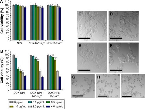 Figure 6 In vitro cytotoxicity of the blank NPs (A) and DOX-loaded NPs (B) against HepG2 cells incubated for 24 h.Notes: In all panels, the indicated concentrations are DOX doses. It should be noted that for evaluating DOX-loaded NPs, equal concentrations of blank NPs were employed to eliminate the effect of vehicles in MTT assay. Data displayed as mean ± SD (n=6). **P<0.01 versus DOX-NPs group. The morphology of the cells after incubating for 24 h with NPs (D), NPs-TA/Cu12+ (E) and NPs-TA/Ca2+ (F) or DOX-NPs (G), DOX-NPs-TA/Cu12+ (H) and DOX-NPs-TA/Ca2+ (I) was evaluated by using optical microscopy with a 10× objective. (C) was the control. The scale bars represent 100 μm.Abbreviations: DOX, doxorubicin hydrochloride; MTT, methylthiazolyldiphenyltetrazolium bromide; NPs, nanoparticles; TA, tannic acid; SD, standard deviation.