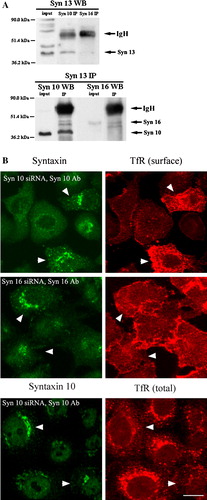 Figure 8.  Syntaxin 10 interacts with syntaxin 12/13 and its depletion alters the steady state localization of transferrin receptor. (a). HeLa cell lysates were subjected to immunoprecipitation with antibodies against syntaxin 12/13, 10 or 16. Immunoprecipitates were eluted, resolved on 8% SDS-PAGE gels, and subjected to Western immunoblot analyses with antibodies against Vps45. Input is 1/7.5 of the lysate used for the immunoprecipitation. Representative blots are shown. (b). Cells were transiently transfected with the respective siRNA oligomers for 48 h. Cell were then incubated with culture supernatants (diluted 1:10 with basal RPMI medium) of the transferrin receptor (TfR) monoclonal antibody producing Okt9 hybridoma for 20 min on ice. For the assessment of cell surface TfR levels (surface), cells were then washed extensively, fixed with 4% paraformaldehyde and incubated with primary antibodies against syntaxins 10 or 16, followed by Texas-red or FITC-labeled secondary antibodies. For the assessment of internal TfR levels (internal), cells were washed extensively, immersed in complete RPMI medium, transferred to 37°C, and incubated for 30 min. Cell were then washed, fixed with 4% paraformaldehyde and incubated with primary antibodies against syntaxin 10, followed by Texas-red or FITC-labeled secondary antibodies. Arrowheads indicate cells where syntaxin 10 or 16 knockdown is incomplete or minimal. Bar = 10 µm. This figure is reproduced in colour in Molecular Membrane Biology online.