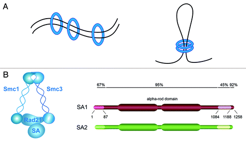 Figure 1. Cohesin composition and mechanism of action. (A) Cohesin (blue circle) can entrap DNA segments in trans to mediate sister chromatid cohesion (left) and in cis to form chromatin loops (right). (B) Subunit composition of cohesin and schematic representation of SA1 and SA2 showing their sequence homology.