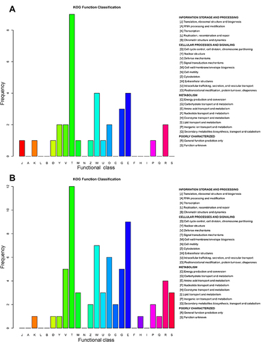 Figure 7 Clusters of Orthologous Groups (COGs) annotated for differentially expressed proteins. COG annotation for the upregulated and downregulated proteins and their associated frequency between the group with acute exacerbation of COPD and the healthy control group (A), and between the group with stable COPD and the healthy control group (B). The x-axis represents the functional class in the COG database. The y-axis represents the frequency of each functional class.