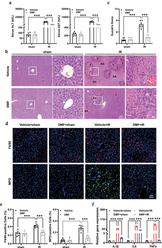 Figure 1. DMF treatment ameliorates IRI in mice. (a) Serum aspartate transaminase (AST) and alanine transaminase (ALT) of vehicle- or DMF-treated mice were measured after sham or IR procedure. (b) Representative hematoxylin and eosin (H&E) staining of liver tissues in different groups. Necrotic areas were marked with “NA” and vascular congestion with arrows.(n = 6, original magnification, ×10 and × 40, Scale bar, 100 μm, 25 μm).(c) Quantitative assessment of the levels of liver damage using Suzuki’s histological criterion. (d, e) Representative F4/80 and MPO staining of liver sections to assess inflammatory infiltration after IR with the administration of DMF. (n = 6, original magnification, ×20, Scale bar, 50 μm). (f) the mRNA expression of inflammatory cytokines. The results are shown as mean ± SD of six mice in each group. *** P <0.001, ** P <0.01, * P <0.05 (analyzed by one-way analysis of variance, ANOVA).