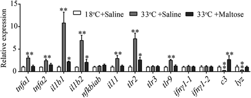 Figure 8. Maltose modulates innate immune response at 33°C.