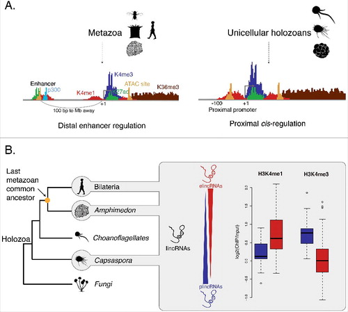 Figure 2. Long non-coding RNAs are defined by specific chromatin signatures. (A) Recent analyses [Citation94,Citation96,Citation101] of non-coding regulatory DNA and histone marks have revealed that some cis-regulatory mechanisms, such as those associated with proximal promoters, are present in non-metazoan holozoans (right panel) while others appear to be metazoan innovations, most notably distal enhancer regulation (left panel). Shown is a schematic representation of the presence or absence of the typical chromatin signatures associated with animal distal enhancer elements [the transcriptional cofactor p300, histone 3 lysine 4 monomethylation (H3K4me1), histone 3 lysine 27 acetylation (H3K27ac), and ATAC site]. Adapted from [Citation122]. (B) LincRNAs can be separated in two distinct populations of polyadenylated transcripts based on the chromatin status at their transcription-start sites. Shown is the enrichment of H3K4me1 (left) and H3K4me3 (right) (ChIP versus input) at enhancer-associated and promoter-like lincRNAs, respectively.