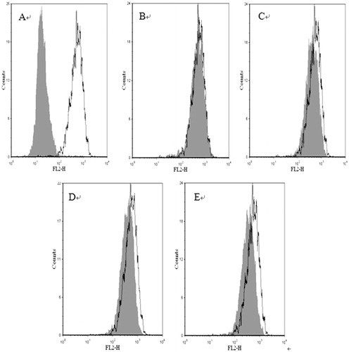 Figure 5. P-gp abundance in MCF-7 and MCF-7/Adr cells. Cells were incubated with of CF and EAF fractions for 48 h and P-gp was determined by flow cytometry using FITC-conjugated rabbit anti-human monoclonal antibody against P-gp. A: MCF-7 untreated (left) and MCF-7/Adr untreated (right); B–C: MCF-7/Adr untreated (white background) or with 4, 20 μg/mL of EAF (gray background); D–E: MCF-7/Adr untreated (white background) or with 4, 20 μg/mL of CF (gray background). CF: chloroform fraction; EAF: ethyl acetate fraction.