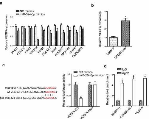 Figure 4. SNHG11 regulated VEGFA level by targeting miR-324-3p. (a) The downstream target genes (n = 11) were selected through starBase website with the condition (Degradome Data: high stringency (≥3)). The levels of target genes were confirmed after miR-324-3p mimics through RT-qPCR. (b) VEGFA expression was measured through RT-qPCR. (c) The binding ability between miR-324-3p and VEGFA was verified through the luciferase reporter assay. (d) The enrichment of SNHG11, miR-324-3p, and VEGFA was evaluated in RISC complex through RIP assay. *P < 0.05