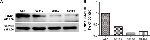 Figure 3 Western blot analysis of PINK1 protein in BV-2 cells transfected with three pairs of PINK1 siRNA.Notes: (A) Western blot band. Con represents normal BV-2 cells, and 68149, 68150, and 68151 represent BV-2 cells transfected with PINK1 siRNA/68149, siRNA/68150, and PINK1 siRNA/68151, respectively. (B) Percentage of gray density. As shown in the figure, the knockdown efficacy of PINK1 siRNA/68150 is the highest. Similar results were observed in three independent experiments.