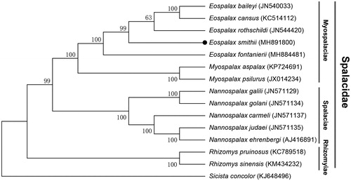 Figure 1. Maximum-likelihood (ML) phylogenetic tree of Eospalax smithii and the other 13 species of Spalacidae using Sicista concolor as an outgroup. The number around each node indicates the ML bootstrap support values.