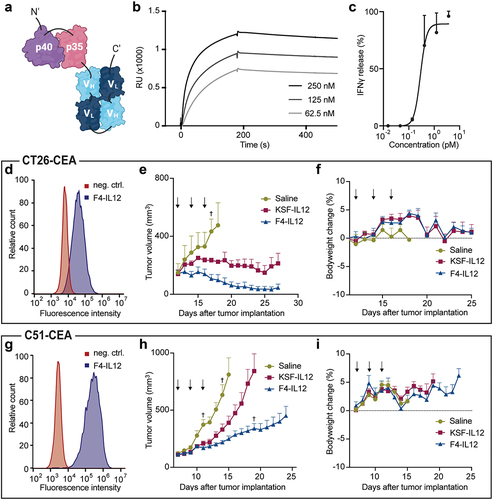 Figure 5. Preclinical characterization of F4-IL12. (a) Schematic representation of F4-IL12. P35 and p40 of murine IL12 were genetically linked to F4 in single-chain diabody format. (b) Surface plasmon analysis of F4-IL12 on recombinant CEA. (c) IFNγ release assay with F4-IL12 on murine splenocytes. (D and G) Flow cytometry analysis on CEA+ CT26 (d) and C51 (g) cells. As a negative control, cells were treated with the detecting secondary antibody only. (E and H) Tumor growth of (e) CT26-CEA bearing BALB/c mice treated with 3 × 12 μg F4-IL12, KSF-IL12, or saline (n = 3) and (h) C51-CEA bearing BALB/c mice treated with the same compounds (n = 8). Mice were randomized when tumors reached an average volume of 100 mm3. Arrows indicate days of injection. †=mouse excluded due to ulceration. Bodyweight change of treated mice bearing (f) CT26-CEA tumors and (i) C51-CEA tumors. Error bars = SEM.