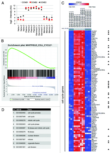 Figure 2. Defining the transcriptome signature of cell proliferation. (A) Normalized expression levels (log2-intensity, arbitrary units [AU]) of the cyclins B1 (CCNB1), B2 (CCNB2), and E2 (CCNE2) in the 4 B-cell types (see Fig. 1A), according to GEO data set GSE4142. (B) The complete GSE4142 data set was analyzed to identify genes most closely correlated with the cell cycle pattern (see colored bar). We complemented the analysis by GSEA with default settings, indicating significant enrichment (nominal P value < 0.001) of the cell cycle gene set, as defined by Whitfield et al.Citation1 (C) A heat map showing differentially expressed genes in proliferating (plasmablast and GC) vs. resting (naïve and memory) B cells. We used the ComparativeMarkerSelection module (GenePattern) to identify differentially expressed genes based on SNR with co-variance >0.4 and FDR Q value <0.02 in the comparison of proliferating vs. resting phenotypes. Eighty-three genes are depicted as cell cycle genes, of which 30 are known APC/C targets (marked with black triangles). (D) Top 10 GO term categories (ordered by P value; all P values <0.000 01) over-represented in our list of 83 cell cycle genes (AmiGO search tool; default parameters).