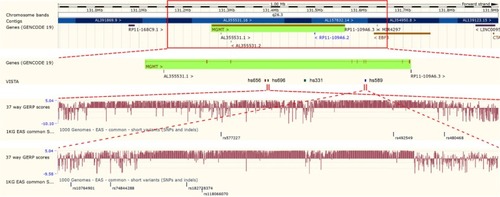 Figure 1 Selection of candidate enhancer variants of MGMT.Notes: The VISTA track of Ensembl Genome Browser displays the potential enhancers of MGMT. The GERP scores represent the evolutionary conservation of sequences. The 1 KG EAS common short variants (SNPs and indels) track displays the variants with frequency >1% in East Asian individuals.Abbreviations: MGMT, O6-methylguanine-DNA methyltransferase; SNP, single-nucleotide polymorphism. GERP, Genomic Evolutionary Rate Profiling; 1KG EAS, 1000 Genomes Project East Asian.