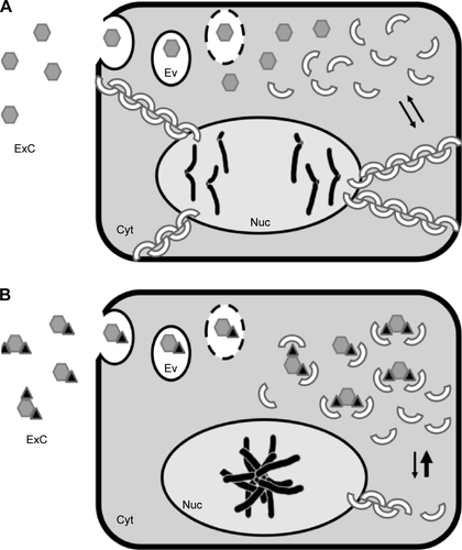 Figure S3 Hypothetic model of the molecular mechanism supposed in the present study.Notes: B16F10 cells treated with PBS or pure ND (A) and ND + C (B) are shown. The images represent mitotic cells. Hexagons, triangles, and half circles symbolize ND, citropten, and β-actin monomers, respectively. The chains of these last elements are the F-actin. In (A), the cell can complete the anaphase and the levels of G and F-actin are balanced (as indicated by the two arrows of similar thickness), while in presence of ND + C (B) the nuclei remain in prometaphase, as indicated by the overlapping chromosomes present in the nuclear region, and actin equilibrium is moved toward the monomeric form. In this last condition, indeed, the incapacity to build filamentous actin structures, probably due to the capture of G-actin by ND + C adducts, inhibits the mitotic process and the separation of the duplicated genome.Abbreviations: ND, nanodiamond; C, citropten; Cyt, cytoplasm; Nuc, nuclear region; Ev, endocytic vesicles; ExC, extracellular compartment.