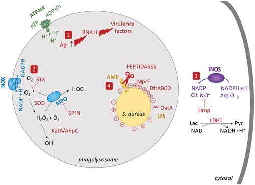 Full article: Understanding Staphylococcus aureus internalisation and ...