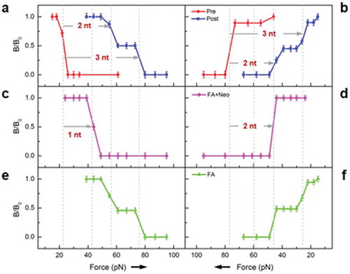 Figure 3. FIRMS results of dual rulers to probe frameshifting. a, b. MFNF-Pre and MFNF-Post without antibiotics. c, d. Results with both fusidic acid and neomycin. e, f. Results with only fusidic acid. Left panels: Ruler-In from the 5ʹ side; right panels: Ruler-Out from the 3ʹ side.