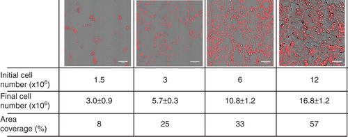 Figure 1. Microscopic images of cells plated with increasing cell density after one day growth. B16 cells were plated with 1.5–12 × 106 cells/10 cm plate in media containing 10% FCS. After one day in culture cells were fixed with paraformaldehyde, the nuclei were stained with 5 μM propidium-iodide and images were taken by CytoScout fluorescence microscope. Area coverage values are expressed as a % of total area. Data are presented as means ± SD (n = 3).