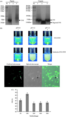 Figure 1. Surfactin co-precipitating with INS to protect it from proteolytic degradation. (A) SDS-PAGE analysis of surfactin to protect INS from proteolytic degradation. INS with or without surfactin digested by pepsin at pH 1.2 or trypsin at pH 6.8. Lane M: molecular weight marker; Lane 1: INS alone; Lane 2: INS without surfactin digested by pepsin or trypsin; Lane 3: INS digested by pepsin or trypsin with surfactin. It was clearly shown that INS has been completely digested by pepsin (left panel, Lane 2) and partially digested by trypsin (right panel, Lane 2) in the absence of surfactin. (B) Fluorescent analysis of co-precipitates containing INS and surfactin after digestion by pepsin. FITC-INS (with or without surfactin) was treated with (+) or without pepsin (−) at pH 6.8 or 1.2, then the pepsin-digested precipitates were observed by CLSM. Surfactin forms co-precipitates with INS at pH 1.2 (top). Further analysis by CLSM verified that FITC-INS (indicated by dashed arrows) co-precipitates with non-fluorescent surfactin (indicated by solid arrows) at acidic pH values (bottom). (C) Co-precipitate efficiency (CE) of INS with surfactin. CE values are more than 86.08%, indicating that most of INS are precipitated in the co-precipitates.