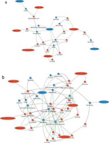 Figure 2. Network plot of Spearman correlations between differential microbes and metabolites at 3 and 9 months compared to baseline for sleeve gastrectomy. Metabolites are represented as red circles and metabolite classes as red ovals. Microbial genera are represented as blue circles and phyla as blue ovals. Positive and negative correlations are indicated using red and green colors, respectively. SM, sphingomyelins; SMOH, hydroxysphingomyelin; PC, phosphatidylcholine; LYSOC, lysophosphatidylcholine; C, carnitines.