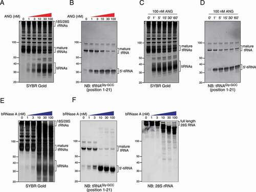 Figure 2. Dose-dependency and time course of in lysate digestion method. (a-b) Dose-dependency of in lysate ANG digestion. (a) SYBR Gold staining and (b) Northern blotting for 5ʹ-tiRNAGly-GCC. (c-d) Time/response of in lysate ANG digestion. (c) SYBR Gold staining and (d) Northern blotting for 5ʹ-tiRNAGly-GCC. (d–e) Dose-dependency of in lysate digestion with bovine RNase A (bRNase A). (d) SYBR Gold staining and (e) Northern blotting for 5ʹ-tiRNAGly-GCC and 28S rRNA are shown