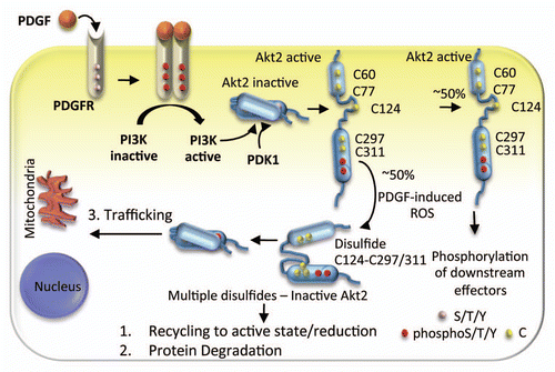 Figure 3 Proposed model of Akt2 signaling induced by PDGF. PDGF stimulates PI3K as well as ROS. PI3K-derived phosphoinositides bind the PH domain of Akt2 and translocates it to the plasma membrane where PDK1 phosphorylates Akt2. In addition to Cys124 in the linker region, the PH and the kinase domains each have two redox sensitive sites Cys60, Cys77 and Cys297, Cys311. The PDGF-induced ROS oxidizes ∼50% Akt2 and induces Cys124-Cys297/Cys311 disulfide bond formation. This disulfide could direct Akt2 to another subcellular location, target Akt2 for degradation or could be reduced to regenerate active Akt2.