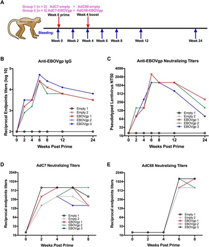 Figure 5. EBOV GP-specific antibody responses and chimpanzee Ad neutralizing antibody in rhesus macaques. (A) Five rhesus macaques were divided into two groups. Monkeys were primed with 5 × 1010 vp of AdC7-empty or AdC7-EBOVgp at week 0 and boosted with the same dose of AdC68-empty or AdC68-EBOVgp at week 4. Blood samples were collected at different time points. (B) Kinetics of EBOV GP specific total IgG reciprocal endpoints titers (log10) and (C) neutralizing antibody NT50 of monkeys at 24 weeks post-immunization were presented. Kinetics of (D) AdC7 and (E) AdC68 specific neutralizing activities of individual monkeys at 8 weeks post-immunization were presented. Empty 1 and Empty 2 represented two individual monkeys in the control group, while EBOVgp1, EBOVgp2, and EBOVgp3 represented three individual monkeys in the vaccine group.