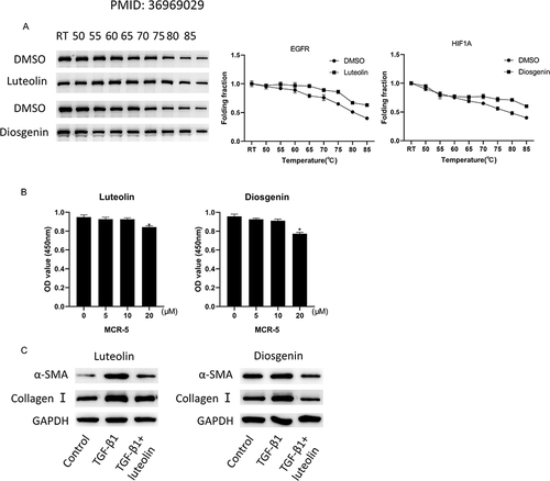 Figure 8 The effect of QRHJ effective active ingredients on HELF cell fibrosis. (A) CETSA was performed on MCR-5 cells treated with luteolin, diosgenin or DMSO; (B) CCK-8 was used to detect the effect of different concentrations of luteolin and diosgenin on the activity of HELF cells; (C) Western blot was used to determine the expression of fibrosis-related proteins induced by TGF-β1 after luteolin and diosgenin treatment. *P<0.05.