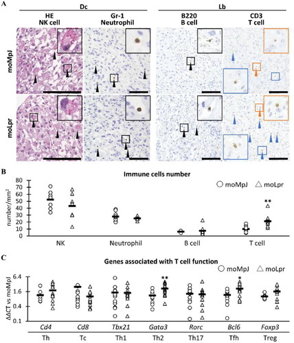 Figure 3. Immune cells observed in the placenta.(A) Histological analysis of placental immune cells. In the decidua (Dc), natural killer (NK) cells contained eosinophilic granules (black arrowheads). Immunohistochemistry (IHC) revealed Gr-1-positive (+) neutrophils in the extravascular space and blood vessels of the Dc. B220+ B cells in blood vessels (black arrowheads), CD3+ T cells in the extravascular area (orange arrowheads), and blood vessels (blue arrowheads) in the labyrinth (Lb). Squares show high-magnification images of each positive cell. Hematoxylin and eosin staining. IHC. Bars = 100 μm. (B) The number of immune cells in the placenta. (C) The mRNA expression of genes associated with T cells. moMpJ: MRL/MpJ (MpJ) mice mated with MRL/MpJ-Faslpr/lpr (Lpr) mice. moLpr: Lpr mother mated with MpJ father. Th: T helper cells. Tc: T killer cells. Tfh: T follicular helper cells. Tregs: Regulatory T cells. Each bar represents the mean of each group. The number of animals or organs analyzed is summarized in Table 1. Significance for another strain at the same age and gestational age (Mann-Whitney U-test, *: P < 0.05, ** P < 0.01).