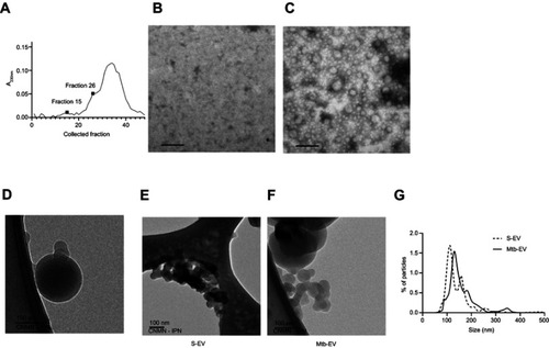 Figure 1 EVs released by infected J774A.1 macrophages are larger than spontaneously-released EVs. EVs were purified from J774A.1 cells that had been infected with M. tuberculosis H37Rv for 4 h (Mtb-EV). (A) Absorbance at 230 nm of the fractions obtained from the size-exclusion chromatography performed on the ultra-centrifuged culture supernatant of M. tuberculosis-infected J774A.1 cells. (B) TEM analysis of fraction 15. (C) TEM analysis of fraction 26. The results are representative of four experiments. (D) Cryo-TEM analysis of a fraction containing Mtb-EV. (E) Cryo-TEM analysis of EVs released spontaneously from J774A.1 cells (S-EV). (F). Cryo-TEM analysis of Mtb-EV G. Nanoparticle tracking analysis of S-EV and Mtb-EV, showing the percentage of particles in a sample that are of the indicated size. The result is representative of four experiments. In TEM and Cryo-TEM, bars =100 nm.Abbreviations: M. tuberculosis, Mycobacerium tuberculosis; TEM, transmission electron microscopy; EVs, extracellular vesicles.