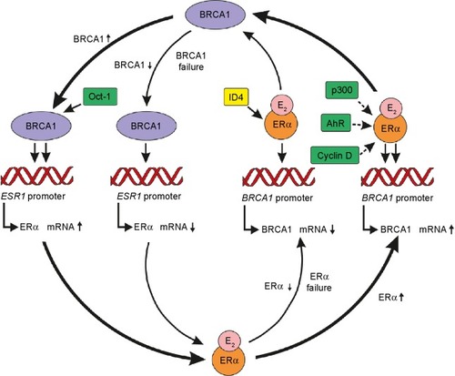 Figure 1 Protein–protein interplay between ERα and BRCA1 expressions during physiologic and malignant cell proliferations.