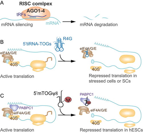 Figure 2. Mechanisms of tRFs-mediated sequence-specific gene silencing or repression of translation initiation. A) tRF-5s and tRF-3s associate with AGO proteins and sequence-specifically silence mRNAs. Target sites are found typically at the 3ʹ UTR, but also distributed all over the respective mRNAs. B) 5′tiRNAs with a 5′ TOG motif form an R4G structure that is required to displace the translation initiation complex eIF4A/G/E from capped mRNAs repressing translation initiation in cells under stress or in stem cells (SCs). C) In human embryonic stem cells (hESCs), 5′tiRNAs with a 5′ TOG and Ψ at position 8 displace PABPC1 from the translation initiation complex repressing translation of capped mRNAs.