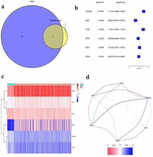 Figure 1. Identification of prognostic ferroptosis-related differentially expressed genes.a.Venn plot of the differentially expressed genes between tumor and normal tissue that were correlated with OS.b. Forest plot of the results of the univariate Cox regression analysis between gene expression and OS.c.Heatmap of the differentially expressed genes associated with OS.d. The correlation of the differentially expressed genes associated with OS