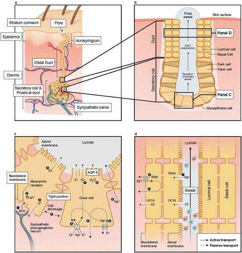 Figure 2. Structure of the eccrine sweat gland (panels A-B) and mechanisms of sweat secretion in the secretory coil (panel C) and Na and Cl reabsorption in the proximal duct (panel D). ACh; acetylcholine; AQP-5, aquaporin-5; CFTR, cystic fibrosis membrane channel; ENaC, epithelial Na channel; NaCl, sodium chloride.