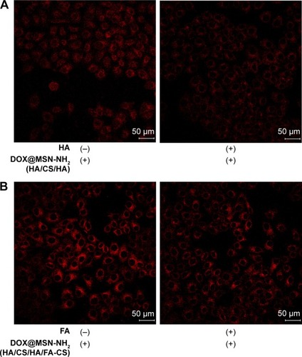 Figure 10 CLSM images of HepG2 cells after incubation with (A) DOX@MSN-NH2(HA/CS/HA) in the culture medium without HA or containing HA for 2 h and (B) DOX@MSN-NH2(HA/CS/HA/FA-CS) in the culture medium without FA or containing FA for 2 h.Abbreviations: CLSM, confocal laser scanning microscopy; CS, chitosan; DOX, doxorubicin; FA, folic acid; FA-CS, FA-modified CS; HA, hyaluronic acid; MSN, mesoporous silica nanoparticle.