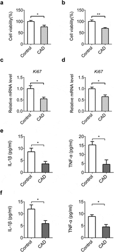 Figure 5. CAD inhibits cell proliferation and chemokine secretion in vitro. CAD (30 μM) was given to colon cancer cells. Cell viability of HT-29 (a) and SW-460 cells (b) was assessed by CCK-8 assay. mRNA levels of Ki67 in HT-29 (c) and SW-460 cells (d) were detected by qPCR. Levels of IL-1β and TNF-α in supernatants of HT-29 (e) and SW-460 cells (f) were assayed by ELISA. Data represent means±SEM, *p < 0.05, **p < 0.01 by two-tailed Student’s t test