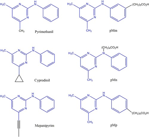 Figure 1. Chemical structures of the three anilinopyrimidine fungicides (pyrimethanil, cyprodinil and mepanipyrim) and of the three pyrimethanil haptens (pMm, pMn and pMp).