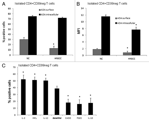 Figure 4.ADA expression in CD4+CD39neg Teff in NC and HNSCC patients. (A) PBMC obtained from NC and HNSCC patients were stained with relevant antibodies and analyzed by flow cytometry. The % surface and intracellular expression of ADA in CD4+CD39neg T cells is shown. Data represents the mean and standard deviation from five independent experiments per group performed. Asterisks indicate p < 0.05 for differences between NC and HNSCC patients. (B) The mean fluorescence intensity of surface and intracellular ADA expression in CD4+CD39neg T cells is evaluated by flow cytometry. Data represents the mean and standard deviation from five independent experiments performed. Asterisks indicate p < 0.05 for differences between NC and HNSCC patients. (C) CD4+CD39neg T cells were treated with various cytokines and factors for 48 h and afterwards evaluated by flow cytometry for their % surface expression of ADA. Data represents the mean and standard deviation from five independent experiments performed. Asterisks indicate p < 0.05 for differences compared with the baseline value.