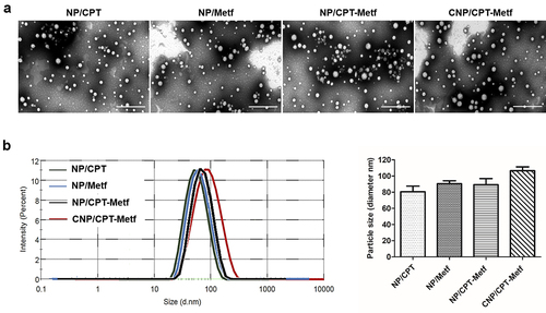 Figure 1. Characterization of nanoparticles. (a) TEM images of NP/CPT, NP/Metf, NP/CPT-Metf, and CNP/CPT-Metf. The bar represented as 1 μm. (b) Medium particle sizes of NP/CPT, NP/Metf, NP/CPT-Metf, and CNP/CPT-Metf determined by DLS analysis.