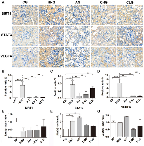 Figure 9 CILF inhibited kidney injury in adenine combined with ethambutol-induced HN rats. (A) Immunohistochemical analysis of SIRT1, STAT3 and VEGFA (×400). (B) SIRT1 expression positive area. (C) STAT3 expression positive area. (D) VEGFA expression positive area. (E–G) Expression of Sirt1, Stat3 and Vegfa was determined by RT-qPCR. CG; HNG; AG; CHG; and CLG. The data are expressed as the mean ± SD (n=6). *p < 0.05, **p < 0.01, ***p < 0.001 vs CG, ##p < 0.01, ###p < 0.001 vs HNG.