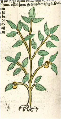 Figure 7. Balsam tree, in Gart der Gesundheit (Mainz: Johannes von Cuba, 1485). BSB München: 2 Inc.c.a. 1602, fol. 74v. urn:nbn:de:bvb:12-bsb00057068-8. © [BSB München]. Reproduced by permission of the Bayerische Staatsbibliothek München.