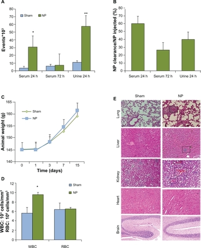 Figure 5 In vivo clearance and toxicity of nanoparticles. Six animals for each groups received saline (Sham) or nanoparticle (NP) (0.8 mg/kg NP) by intravenous injection. A and B) Blood and urine clearance profile of fluorescein isothiocyanate (FITC)-labeled NP was measured either by flow cytometry or spectrophotometry, respectively, after 24 and 72 hours. C) Animals were weighed during the course of control and NP treatment. D) Numbers of white and red blood cells (WBC, RBC) were examined in animals treated with control and NP for 14 days. E) Organs were collected 14 days post-treatment and processed for staining with hematoxylin and eosin.Notes: **P < 0.01; *P < 0.05.