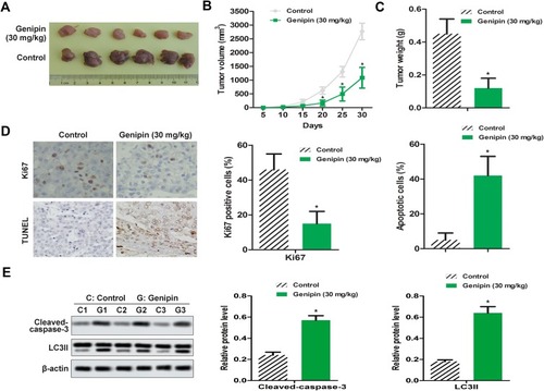 Figure 6 Genipin alleviated OSCC tumor growth in vivo. OSCC xenograft model was established with 30 mg/kg Genipin. (A–C) Tumor volume and tumor weights were measured. (D) The positive expression of Ki67 was detected by immunohistochemistry, the apoptosis of tumor tissues was measured by TUNEL assay. (E) The expression of cleaved- caspase-3 and LC3II in vivo were measured by Western blotting. *p<0.05 compared with the control group. Data are presented as mean ± SD, and all the experimental in triplicate.