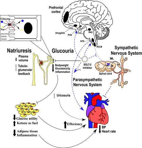 Figure 6 Comparison of the known peripheral pathway (black full line) with central pathway proposed in this study (blue dotted line) through which SGLT-2i regulates cardiovascular processes. The list of mechanisms through which SGLT-2 inhibitors improve cardiac function both via peripheral and central pathways. SGLT-2 inhibitors inhibit peripheral reabsorption of sodium and glucose in proximal convoluted tubules (upper left corner) leading to natriuresis and glucosuria. Natriuresis can deplete the plasma volume and increase tubuloglomerular feedback. Reduced glucose reabsorption may result in a decrease in body weight, glyco-toxicity and inflammation accompanied by uricosuria. In terms of central mechanism, SGLT-2 inhibitors may act on cardiovascular regulation related nuclei, such as PVN, NTS, PAG and other nuclei. SGLT-2 inhibitors may eventually act on RVLM to influence the sympathetic flow to IML with sympathetic preganglionic neurons. Eventually, this promotes the parasympathetic nervous activity thereby decreases blood pressure and heart rate.Abbreviations: PVN, paraventricular nucleus of hypothalamus; NTS, nucleus of solitary tract; PAG, periaqueductal gray; RVLM, rostral ventrolateral medulla; IML, intermediolateral nucleus of spinal cord; BP, blood pressure.