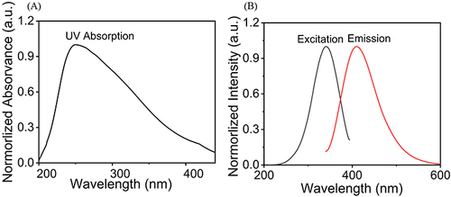 Figure 2 Spectral properties of Cu-CDs. (A) UV–vis absorption of Cu-CDs. (B) PLE (black line) and PL (red line) spectra of Cu-CDs.