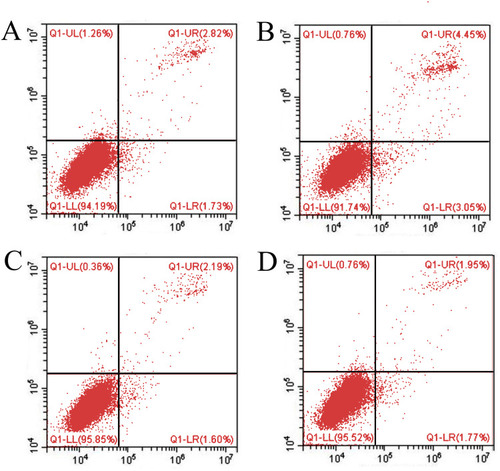 Figure 3 The expression of CD69+ lymphocytes was detected by flow cytometry. Group (A) had no intervention, group (B) was stimulated with ConA, group (C) was cultured with ConA+ 0.5 µmol 17-AGG, and group (D) was cultured with ConA+ 1 µmol 17-AGG. The expression of CD69+ lymphocytes decreased significantly after the addition of 17-AAG, which suggested that 17-AAG could inhibit the activation and proliferation of T lymphocytes.