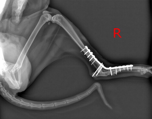Figure 1. The cat’s right hind leg post-arthrodesis surgery.