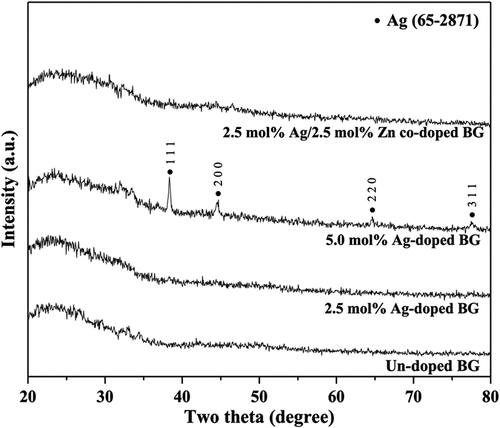 Figure 1. XRD patterns of un-doped, 2.5 mol% Ag-doped, 5.0 mol% Ag-doped, and 2.5 mol% Ag/2.5 mol% Zn co-doped BG specimens.