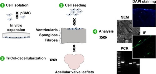 Figure 1 Experimental design for in vitro study of pCMC-seeded matrices.Abbreviations: pCMC, porcine circulating multipotent cells; DAPI, 4,6-diamidino-2-phenylindole; SEM, scanning electron microscopy; PCR, polymerase chain reaction; IF, immunofluorescence.